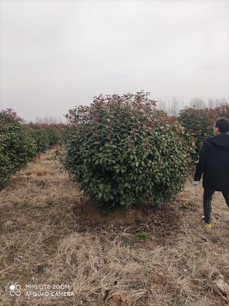 红叶石楠产地直销，欢迎与我联系