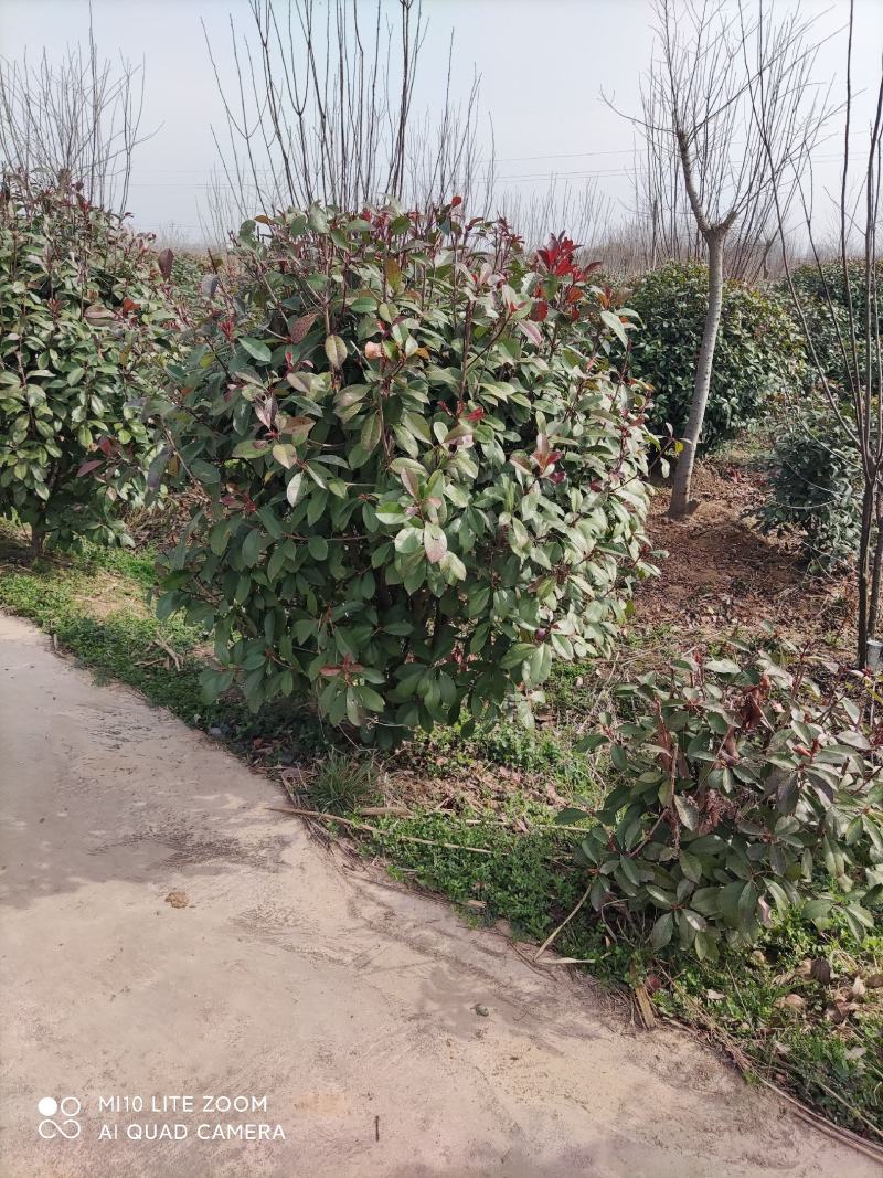 红叶石楠产地直销，欢迎与我联系