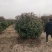 红叶石楠产地直销，欢迎与我联系