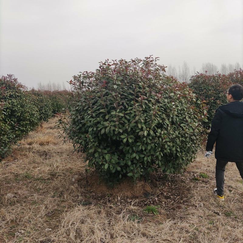 红叶石楠产地直销，欢迎与我联系