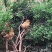 土鸡蛋