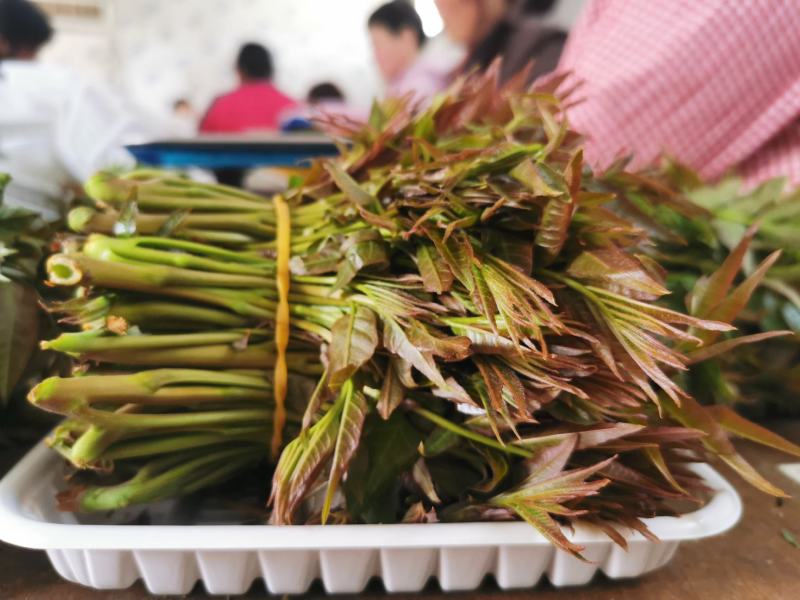 2022年陕西大棚香椿芽产地直发