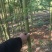 雷竹