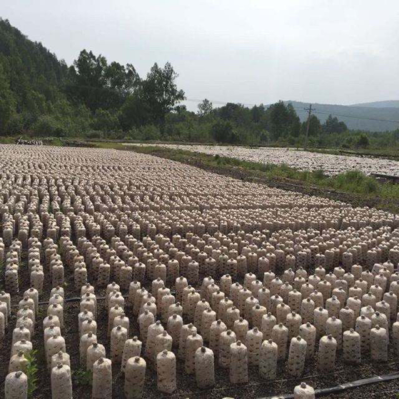 【优选商家】平顶山鲁山黑木耳批发基地，货源充足量大从优