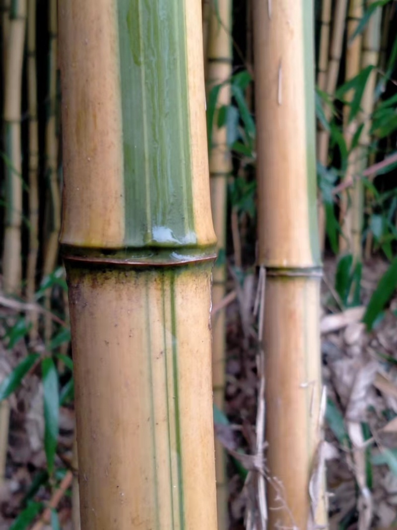 金镶玉竹