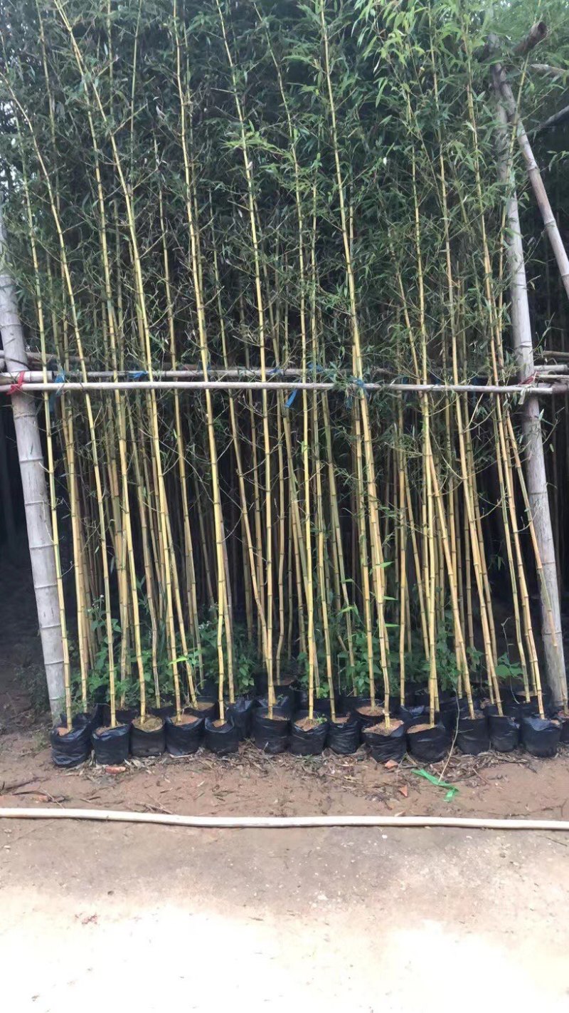 金镶玉竹