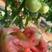 大粉西红柿苗普罗旺斯西红柿苗水果型口感番茄苗
