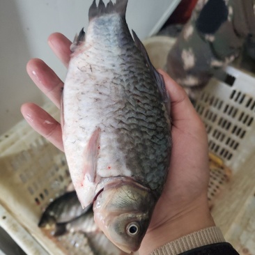 【包邮】鲜活鲫鱼加工去肠按需真空包装高背鲫老品种