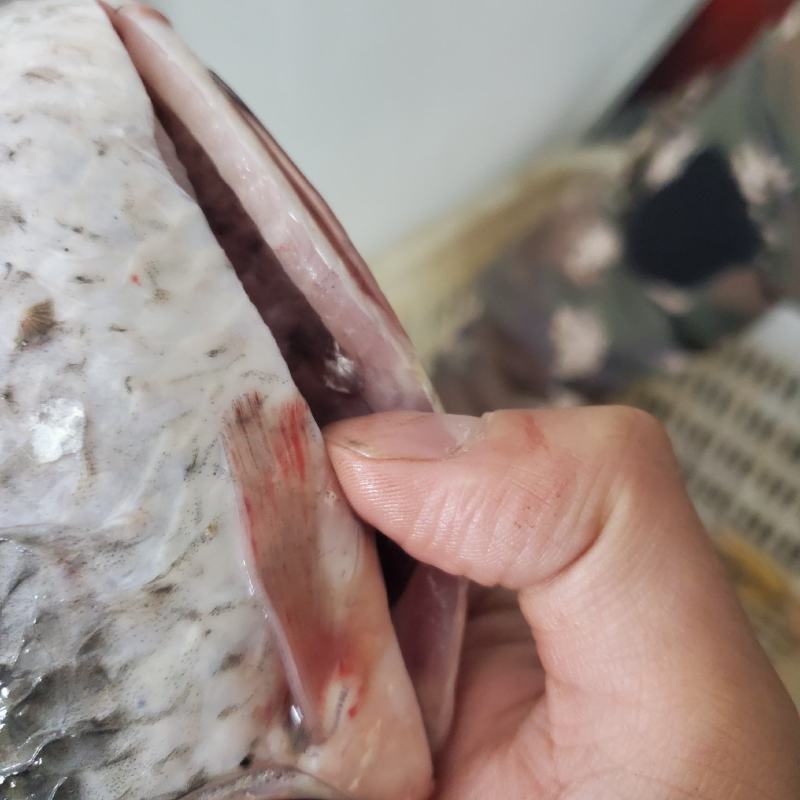 【包邮】鲜活鲫鱼加工去肠按需真空包装高背鲫老品种