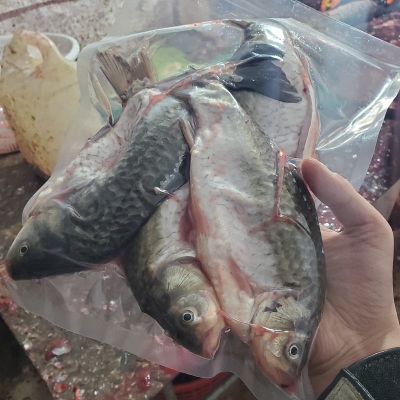 【包邮】鲜活鲫鱼加工去肠按需真空包装高背鲫老品种