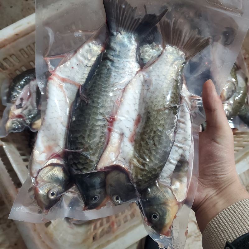【包邮】鲜活鲫鱼加工去肠按需真空包装高背鲫老品种