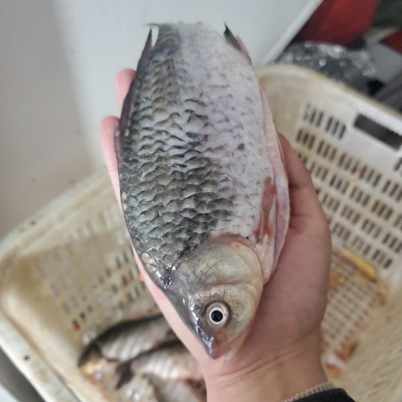 【包邮】鲜活鲫鱼加工去肠按需真空包装高背鲫老品种