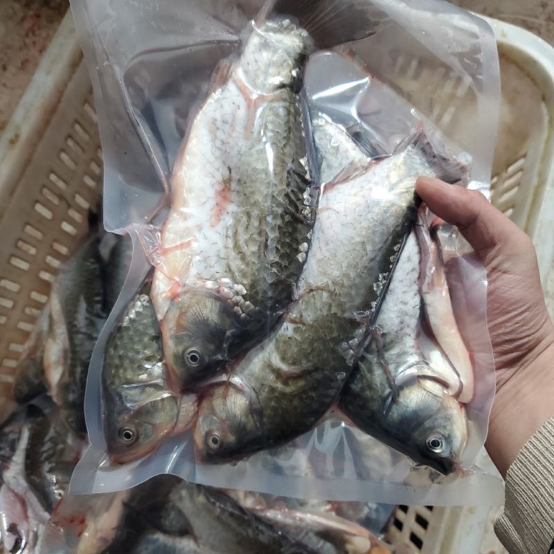 【包邮】鲜活鲫鱼加工去肠按需真空包装高背鲫老品种