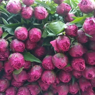 牡丹芍药鲜花