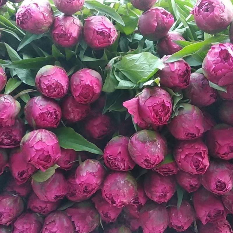 牡丹芍药鲜花