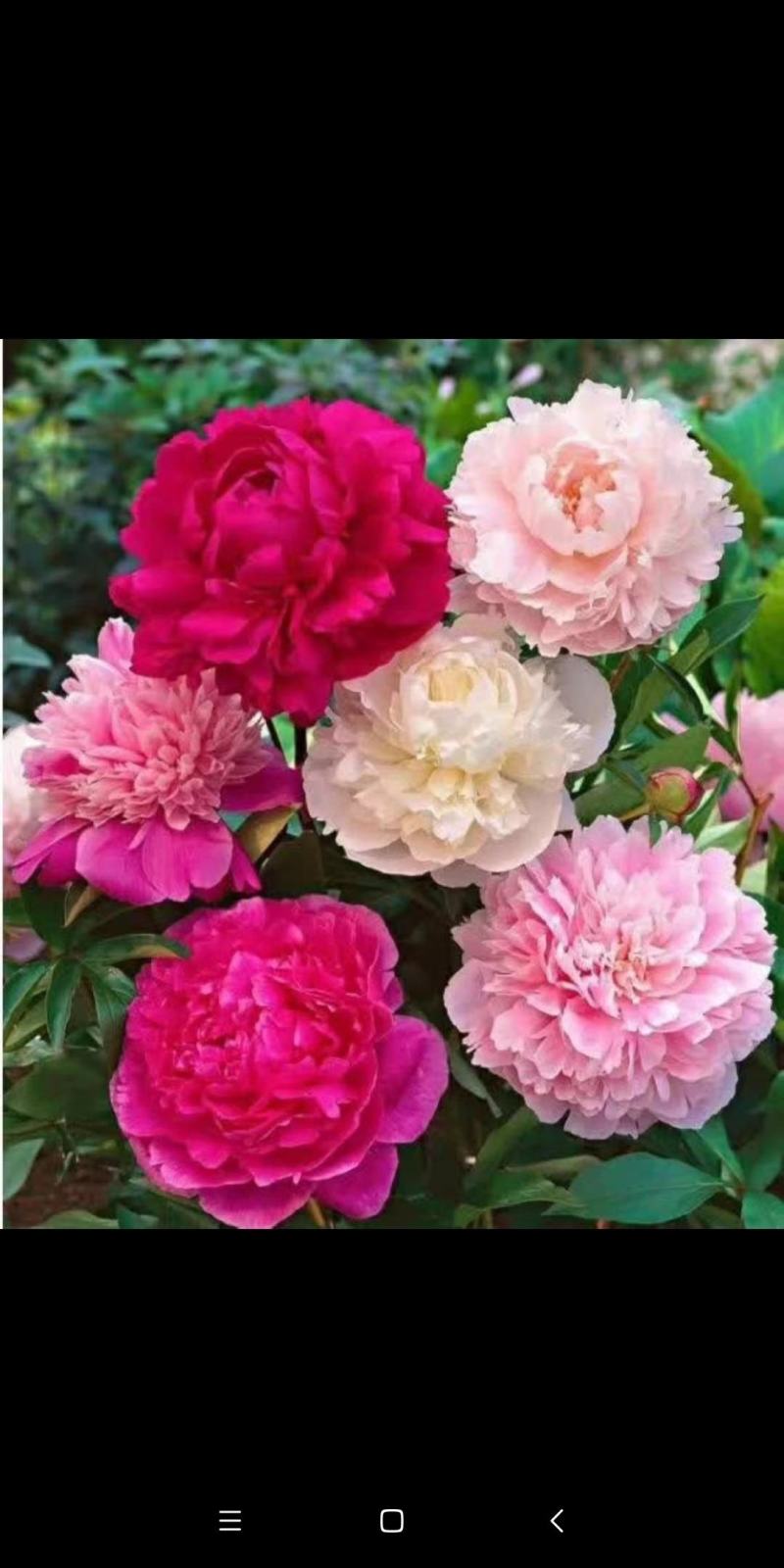 牡丹芍药鲜花