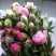 牡丹芍药鲜花