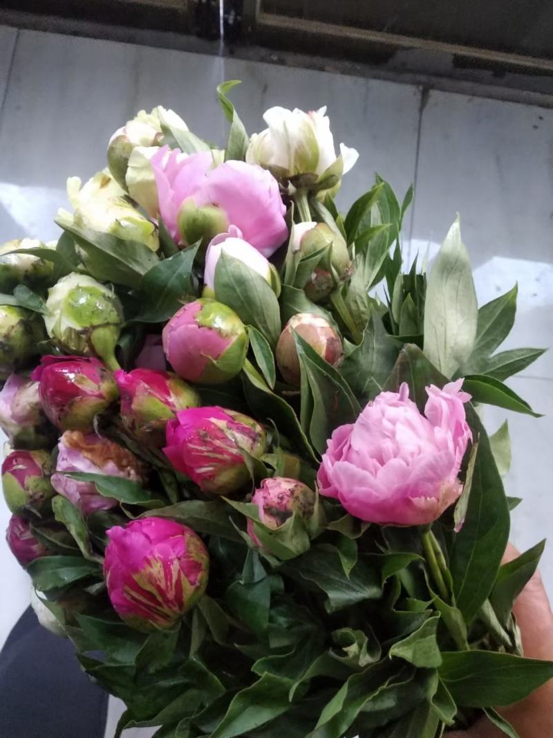 牡丹芍药鲜花