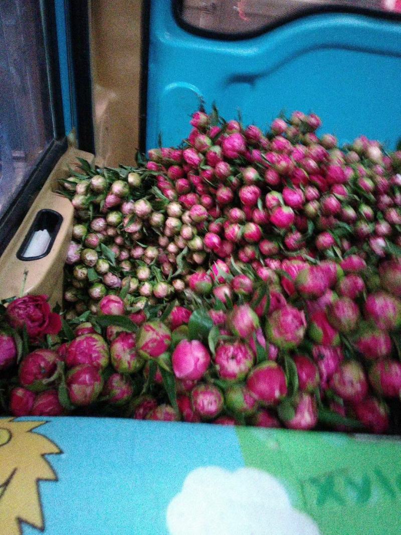 牡丹芍药鲜花