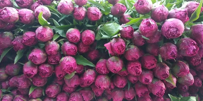 牡丹芍药鲜花