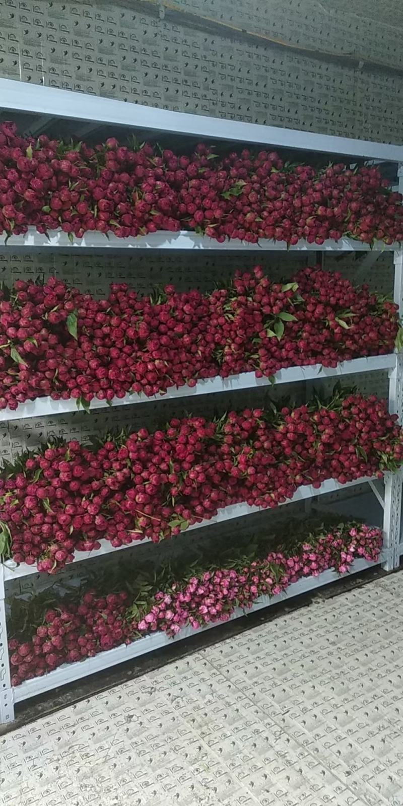 牡丹芍药鲜花