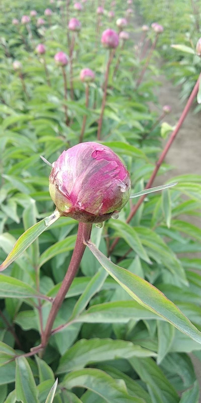牡丹芍药鲜花