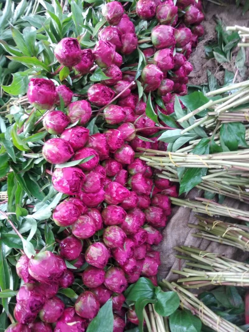 牡丹芍药鲜花