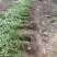 蔷薇基地批发攀援植物蔷薇花，野蔷薇爬墙梅