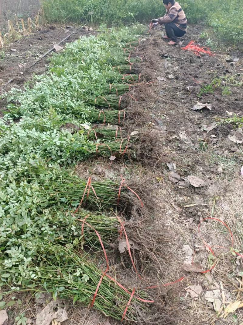 蔷薇基地批发攀援植物蔷薇花，野蔷薇爬墙梅