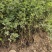 蔷薇基地批发攀援植物蔷薇花，野蔷薇爬墙梅