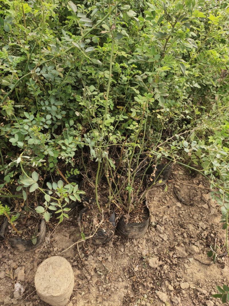 蔷薇基地批发攀援植物蔷薇花，野蔷薇爬墙梅