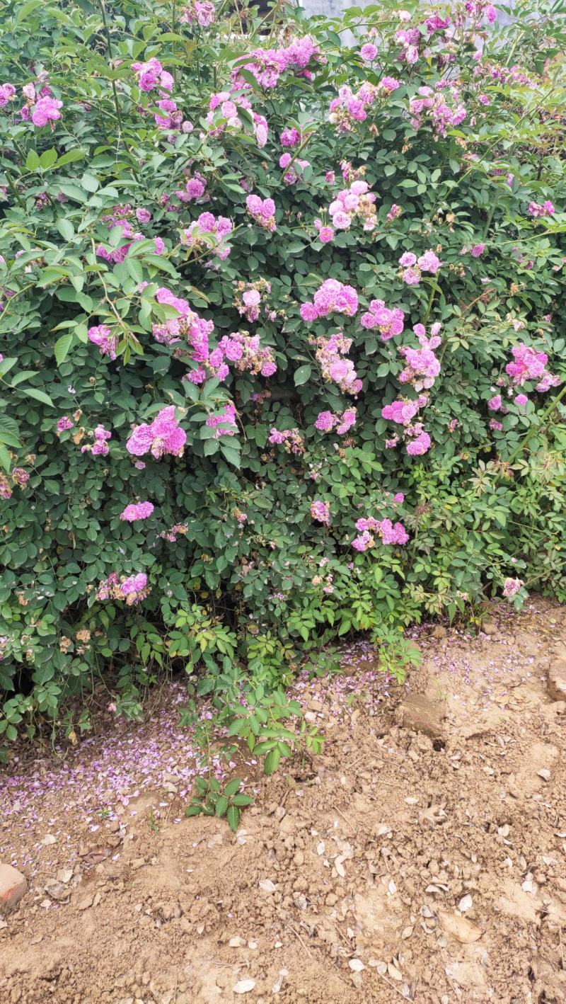 蔷薇基地批发攀援植物蔷薇花，野蔷薇爬墙梅