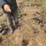 蔷薇基地批发攀援植物蔷薇花，野蔷薇爬墙梅