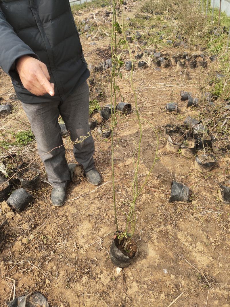 蔷薇基地批发攀援植物蔷薇花，野蔷薇爬墙梅