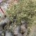 蔷薇基地批发攀援植物蔷薇花，野蔷薇爬墙梅