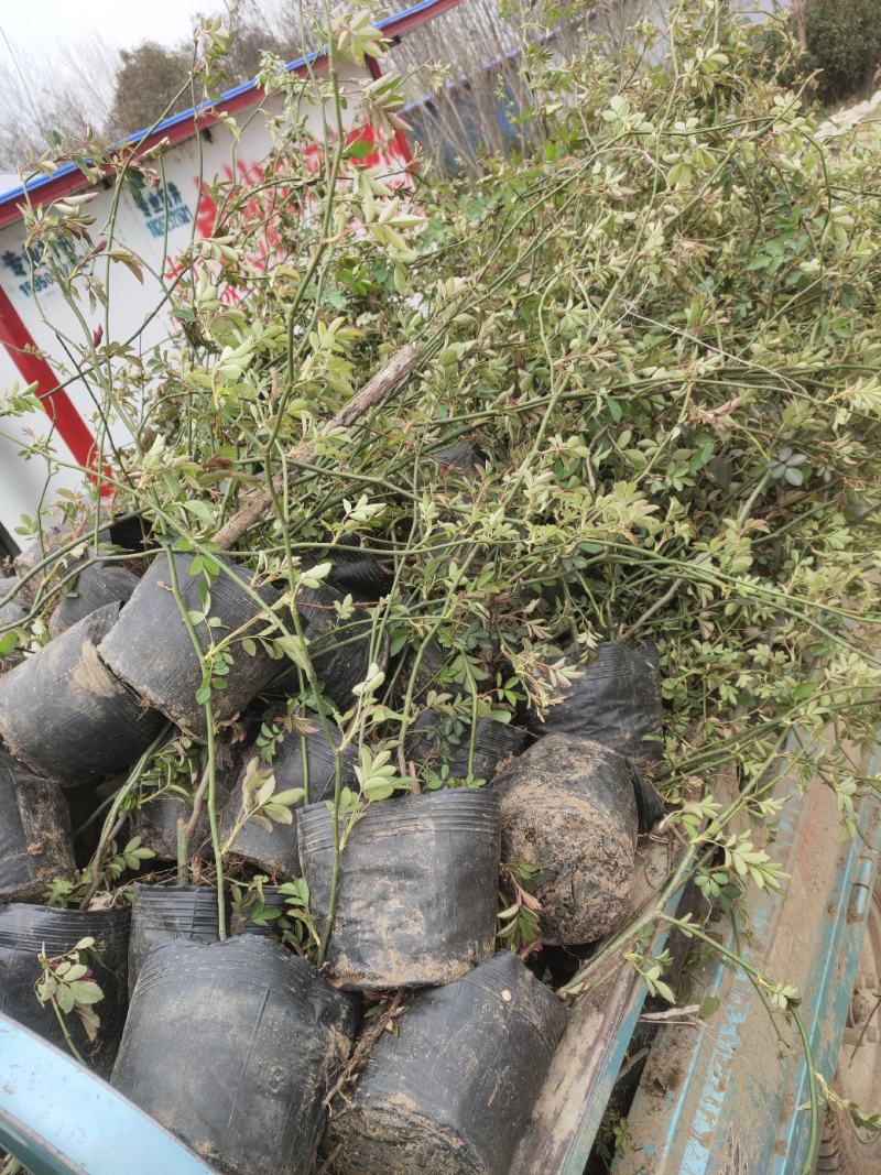 蔷薇基地批发攀援植物蔷薇花，野蔷薇爬墙梅