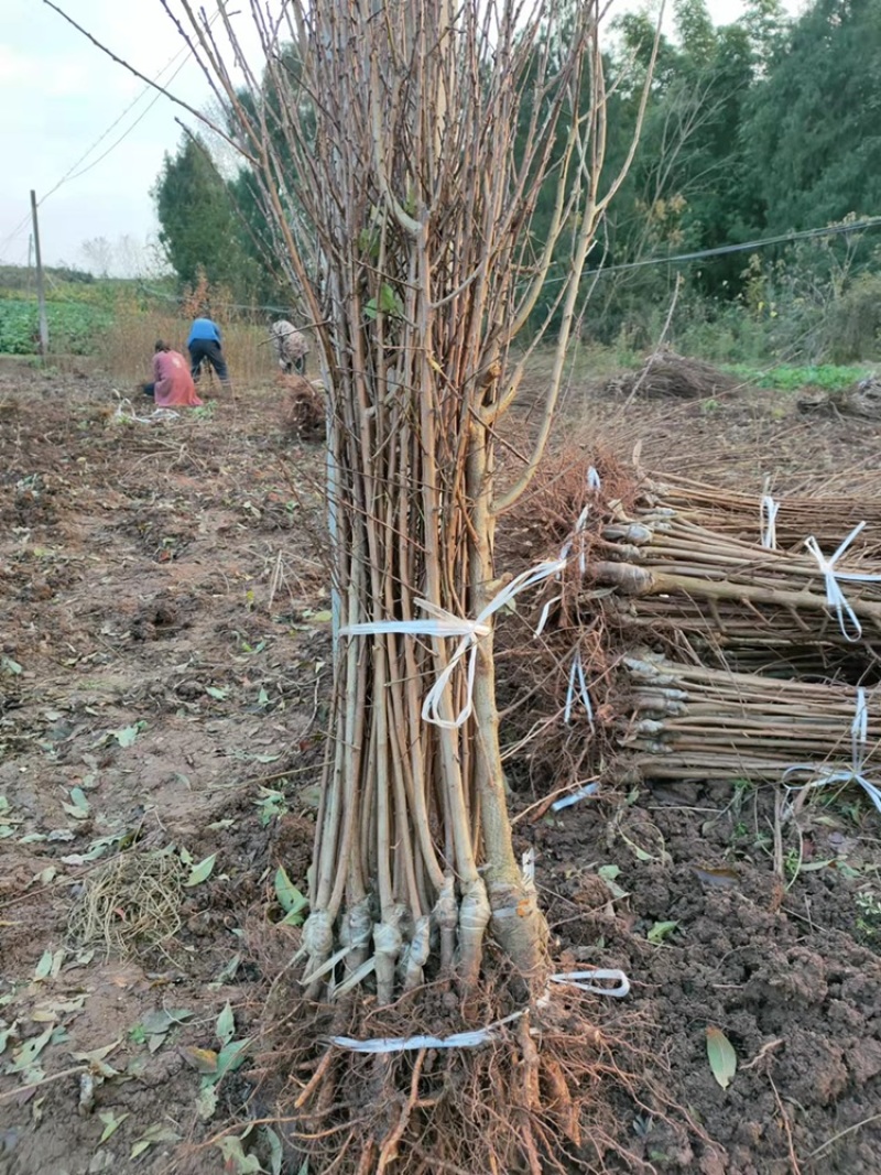 基地直销，精品李子苗，品质优选，大量供应，欢迎选购