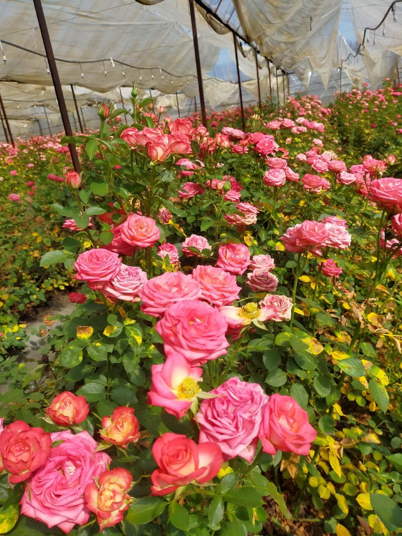 玫瑰大花月季扦插穴盘苗1到3年生裸根大苗