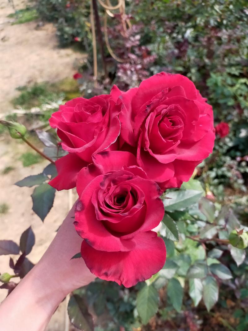 玫瑰大花月季扦插穴盘苗1到3年生裸根大苗