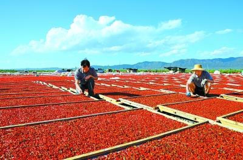 【推】2023年新货(头茬免洗)青海正品宁杞一号粒饱满