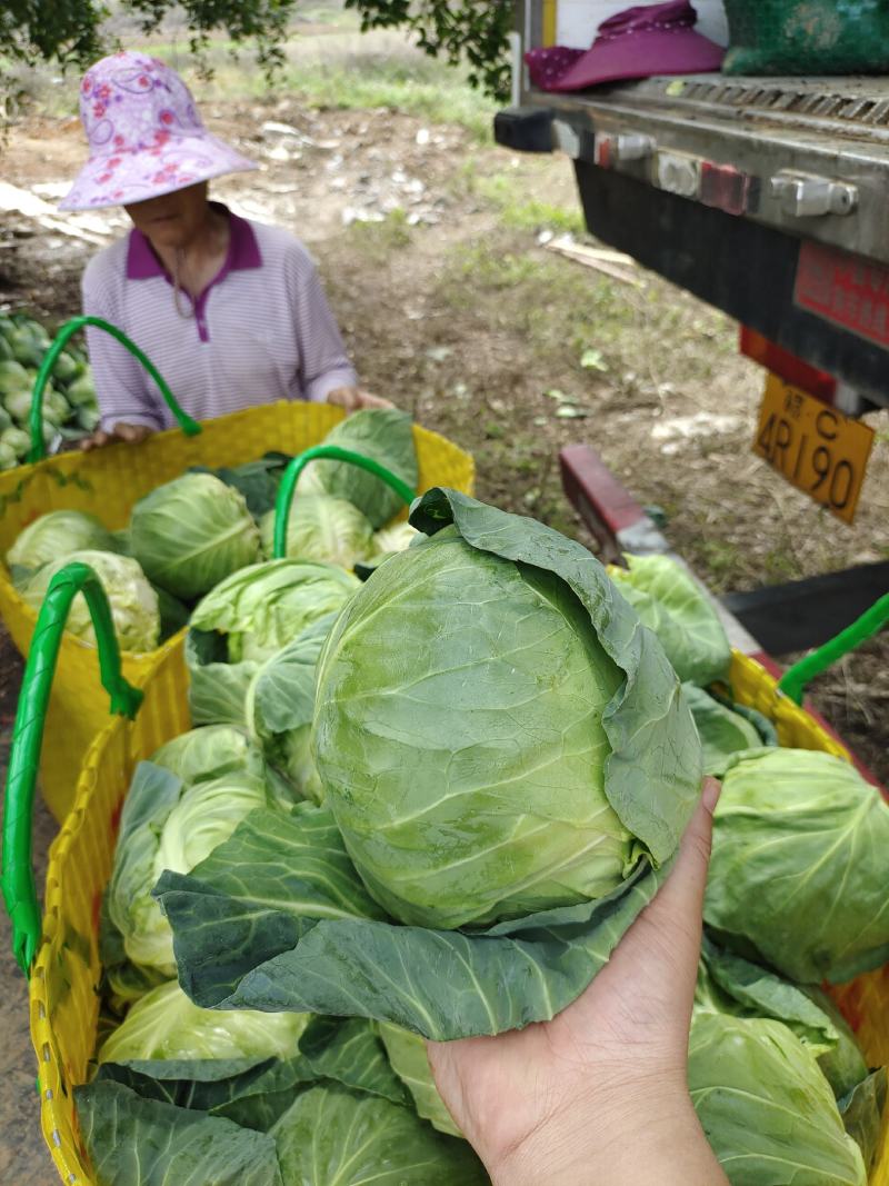 广西甘蓝圆包菜新菜不烧叶可视频看货