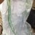 广西甘蓝圆包菜新菜不烧叶可视频看货