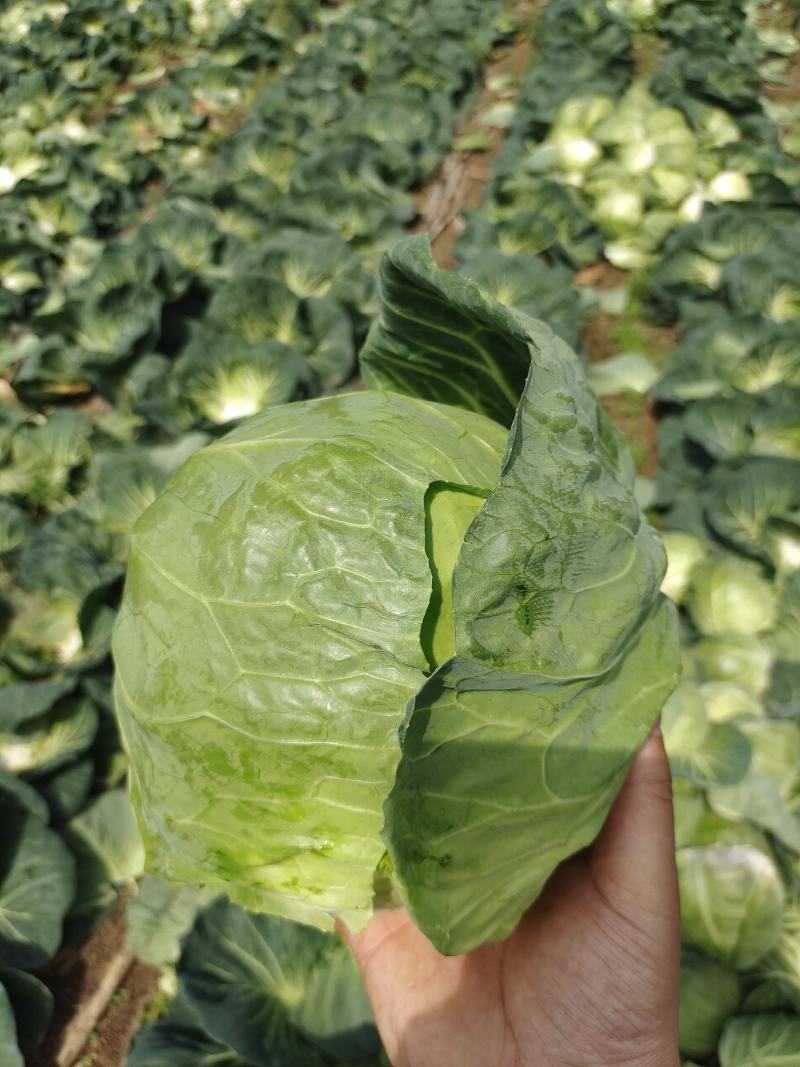 广西甘蓝圆包菜新菜不烧叶可视频看货
