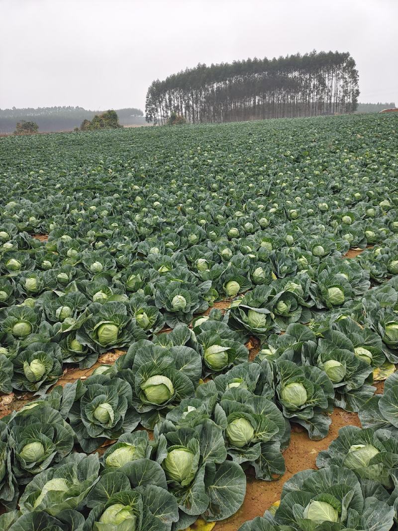 广西甘蓝圆包菜新菜不烧叶可视频看货