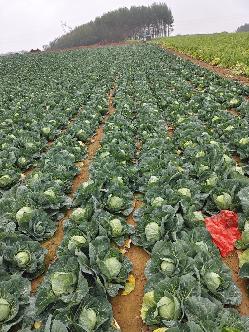 广西甘蓝圆包菜新菜不烧叶可视频看货