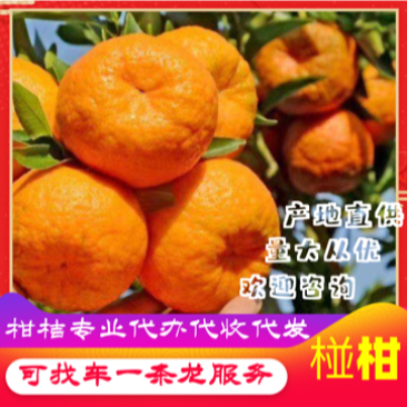 【荐】宜昌椪柑大量现货果大皮薄口感正对接各级客商