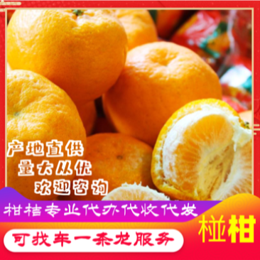 湖北椪柑大量现货精品清江椪柑春柑对接各级市场电商商超