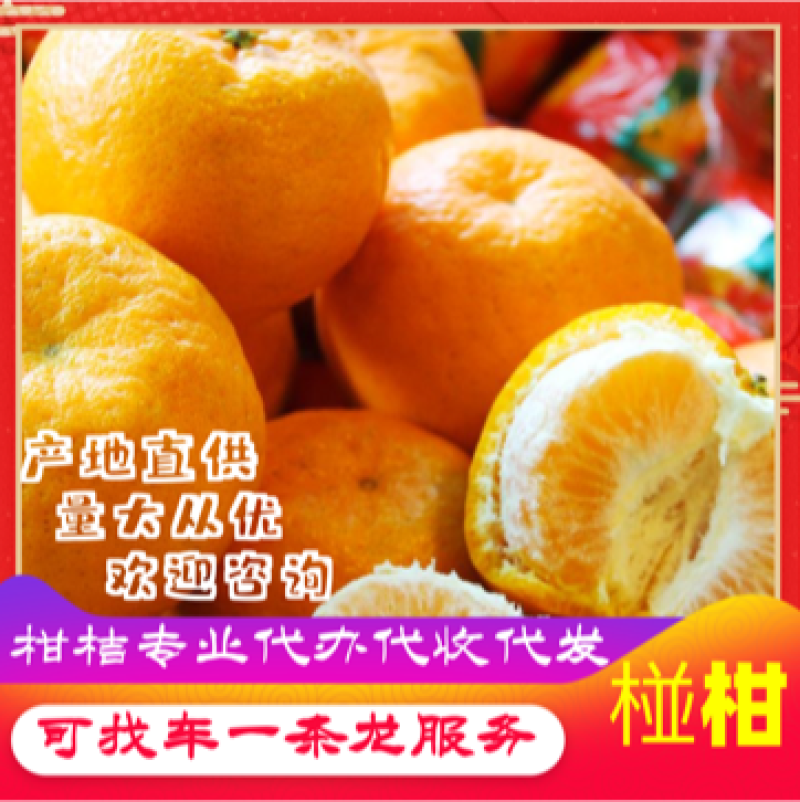 湖北椪柑大量现货精品清江椪柑春柑对接各级市场电商商超