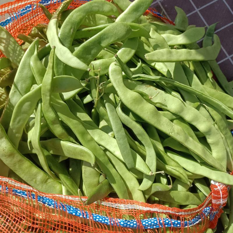 白不老扁豆，无丝豆小金豆大量有货，承接社区团购