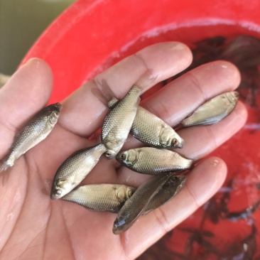 中科3号鲫鱼苗，东北鲫，白金鲫，彭泽鲫，圆头鲫